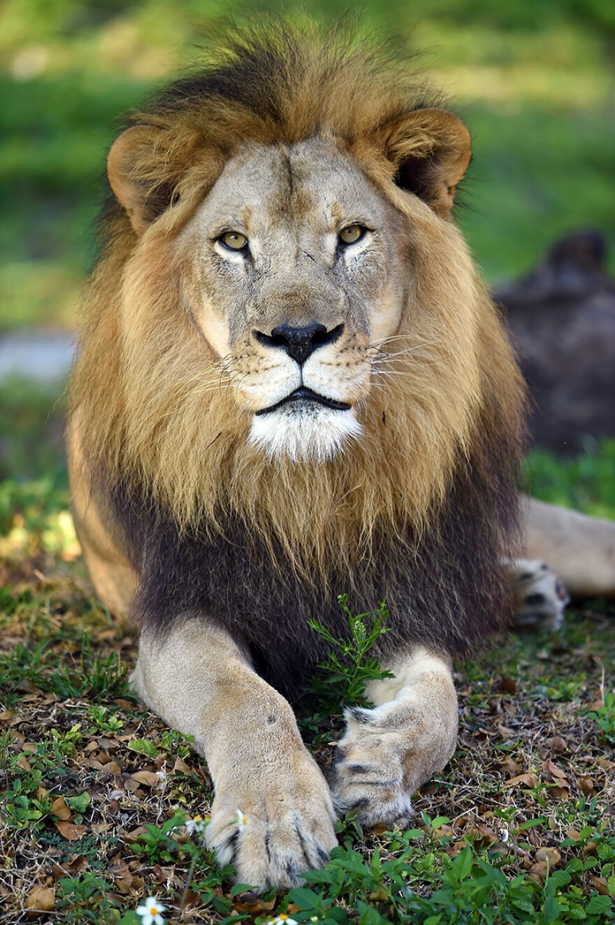Zoo Miami announced Friday with "profound sadness" the passing of Kwame, the last lion at the zoo.