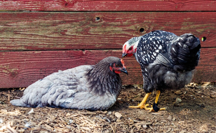 Two chickens in a chicken coop. The gray one on the left is laying down, the black one on the right is sanding.