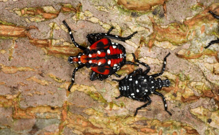 SLF-spotted lanternfly (Lycorma delicatula) 2nd and 3rd instar nymph (black), 4th instar nymph (red body) in Pennsylvania, on July 16, 2018. USDA-ARS Photo by Stephen Ausmus.