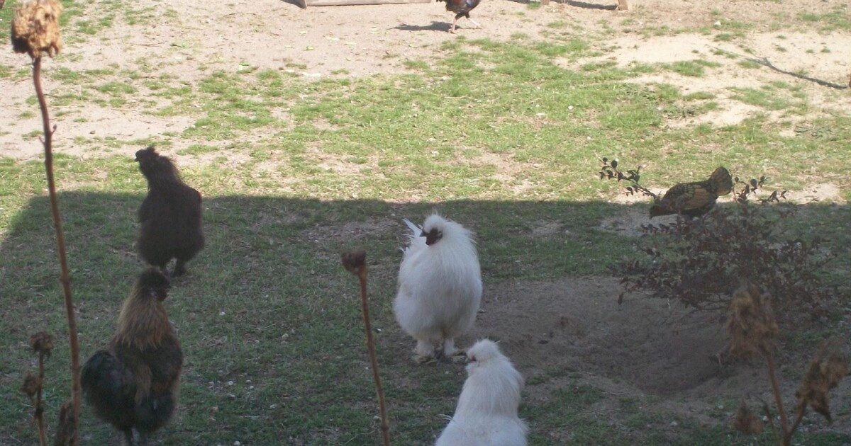 Avian flu cases are growing. What’s Pennsylvania’s response? 90.5 WESA