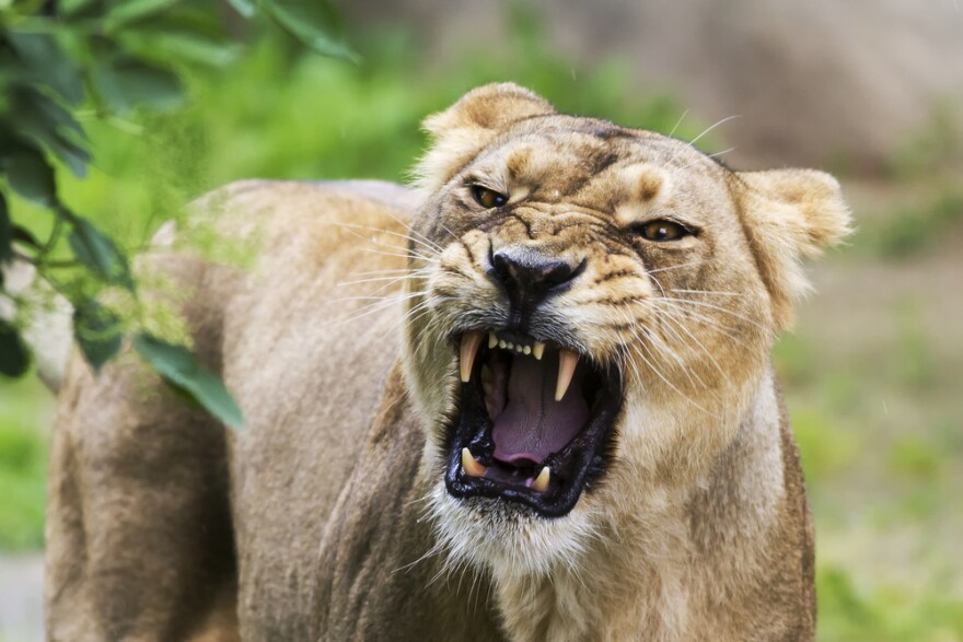 Photo: Michael Ninger/Shutterstock.com