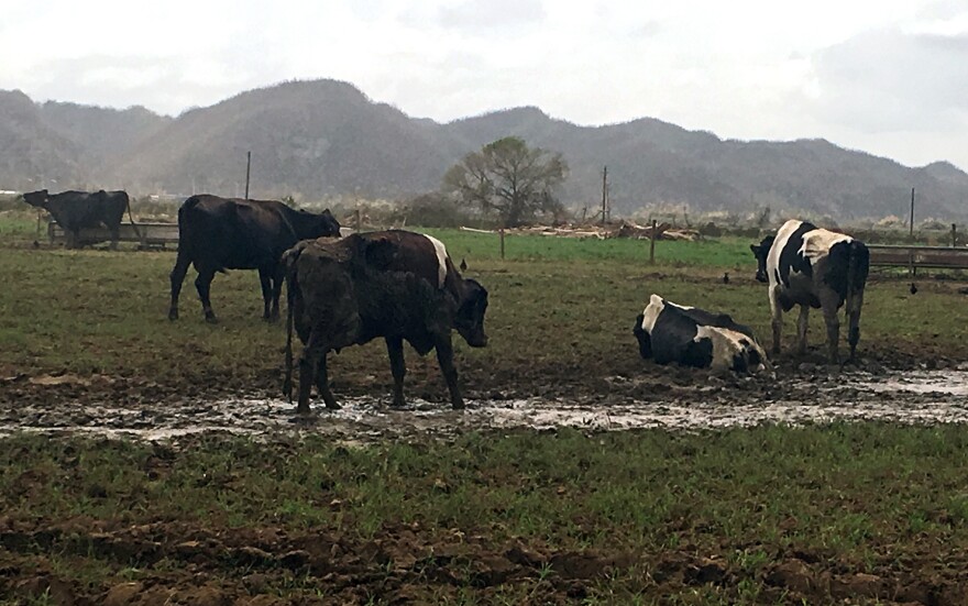 Dairy cows in a field in Manati, Puerto Rico. The farmer who owns them used to have 670 cows. He's found more than 70 cows dead, and had to bury them.