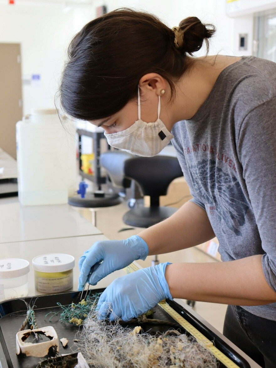 Marine ecologist Linsey Haram analyzing sponges and other marine life on plastic debris.