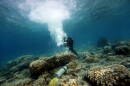 A NOAA scientist takes a coral sample in the Galapagos Islands. The process does not injure the colony, which grows back.
