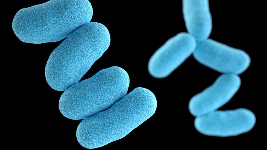 A computer-generated image of Corynebacterium diphtheriae, which can cause respiratory or skin infections in diphtheria patients.