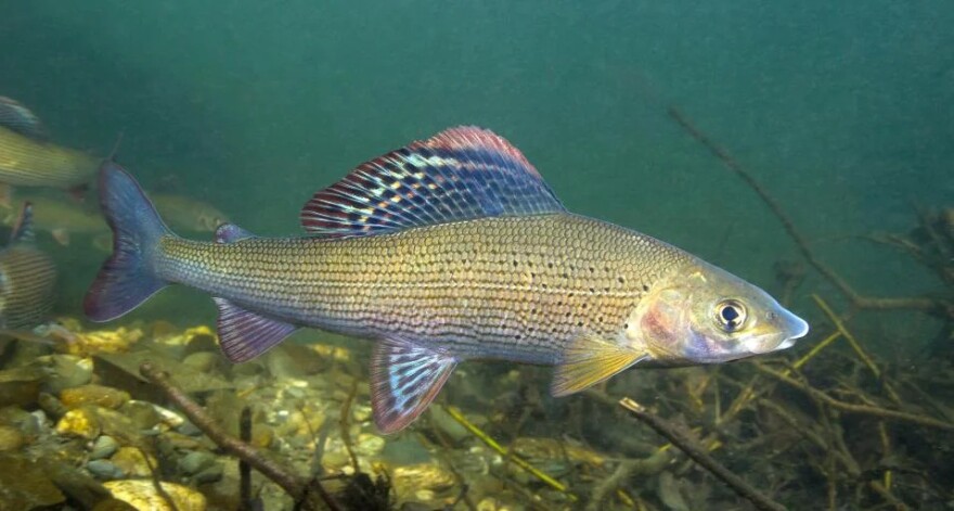 A colorful fish swims along a rocky water bottom. Its body is primarily yellow and has a big dorsal fin with shiny rainbow spots.