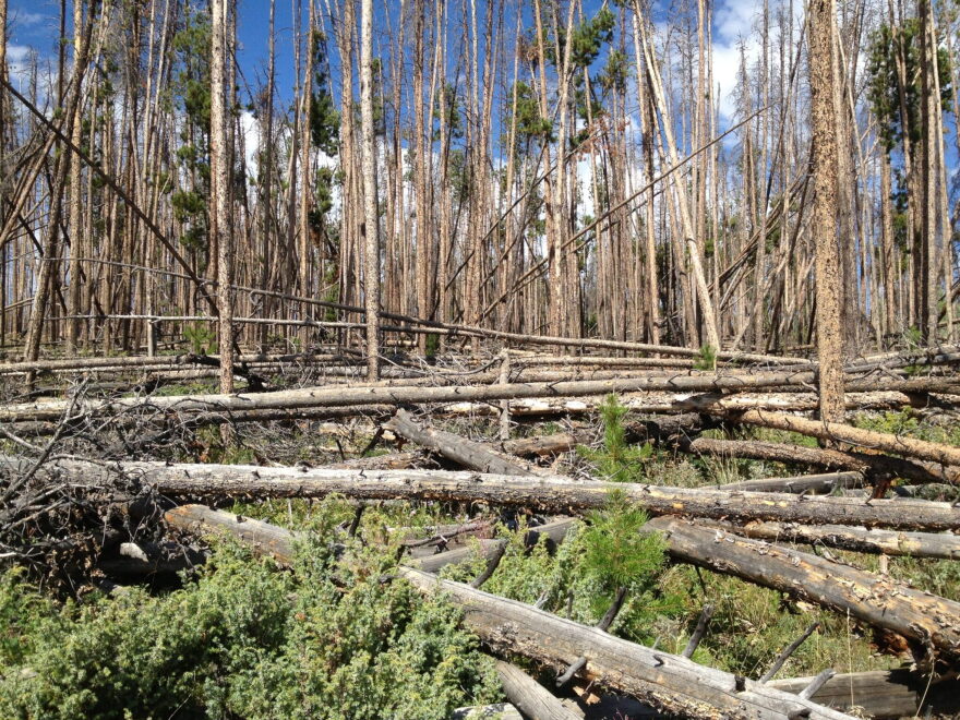 Piles of dead trees lie on the forest floor