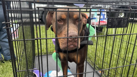 Burt, one of the dogs at the Boo Bash & Barkfest in Clay County, was adopted by a family on Saturday, Oct. 17, 2026. (Arjun Mendiratta/WUFT News)