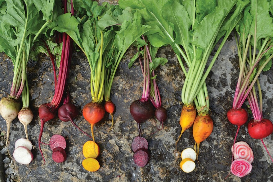 Colorful beets lay on a slab of rock. Varieties of beets lay on a slab of rock. Seed Savers Exchange has several seed historians on staff who help document the stories of different crop and flower varieties.