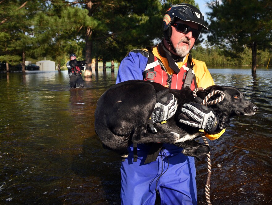 Held carries a nervous dog rescued from floodwaters in North Carolina's Lumberton area.