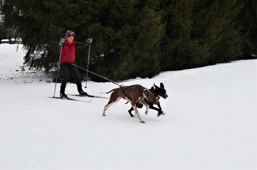 Niina Baum takes off skijoring with her dogs Molly and Mämmi.