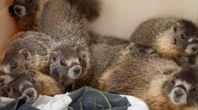 Marmots sitting in a blanket.