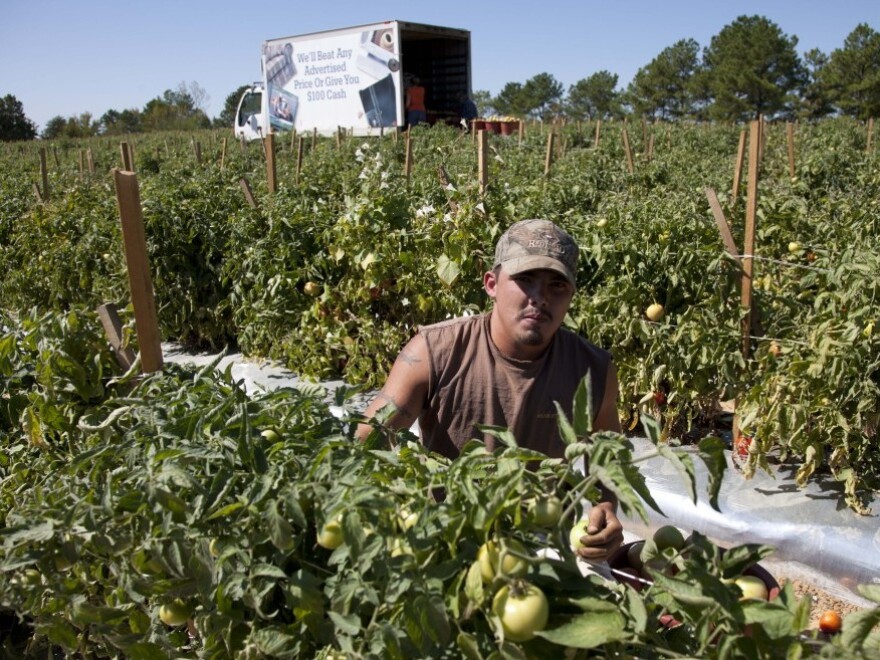 Jeremy Gonzalez picks tomatoes on a farm in Steele, Ala. Much of the crop is rotting as many of the migrant workers who normally work these fields have moved to other states to find work.