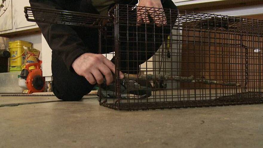 Mike Meservy shows how he sets a trap to catch an animal without killing it.