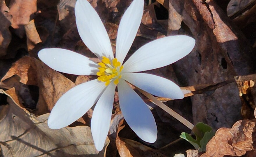 Flower near gate on Hibriten Mountain in North Carolina.