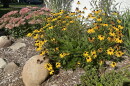 Black-eyed susan in the foreground with sedum and swamp milkweed in background of a perennial garden in Bristol, Connecticut September 2026.