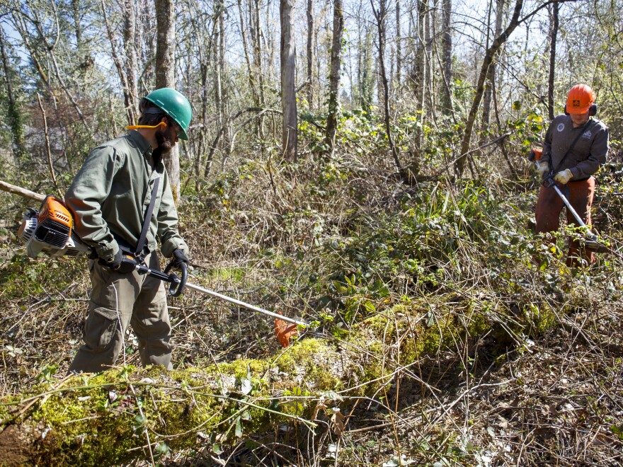 Aaron Blacklock, left, and Joel Conaway of Oregon's Wildfire Workforce Corps clear undergrowth in a Eugene community to help reduce the risk of wildfire in the neighborhood, March 30, 2021.