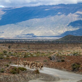 U.S. Marines Combat Team conducts a 12-km hike during a training exercise at Pōhakuloa Training Area, Hawaiʻi, Jan. 23, 2025.