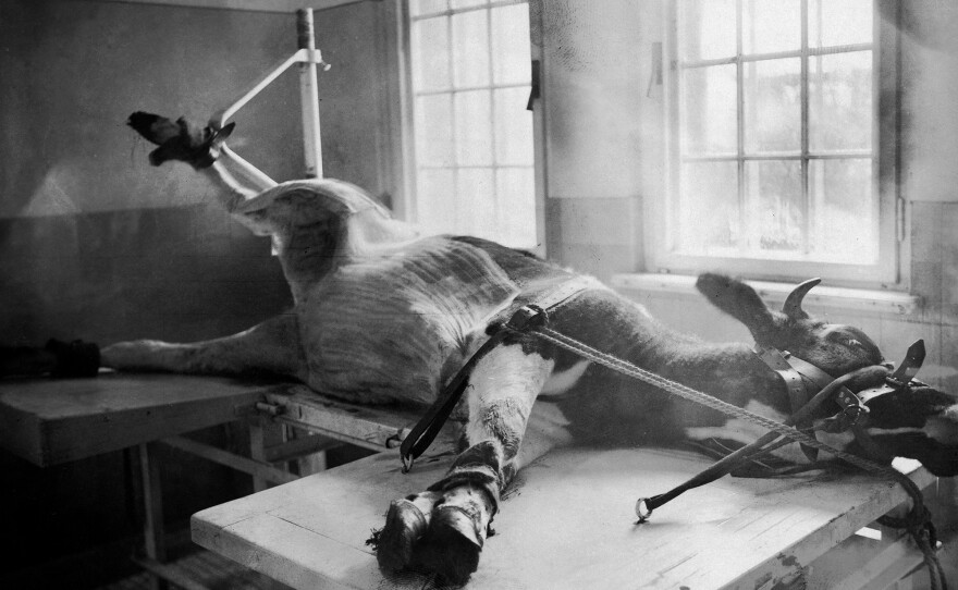 On Jan. 1, 1900, a young cow is tied onto a table waiting for the extraction of pox sore to be used for vaccines for smallpox.