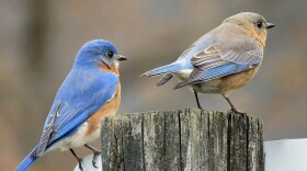 A pair of eastern bluebirds; female on the right