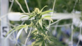 A cannabis plant grows indoors.