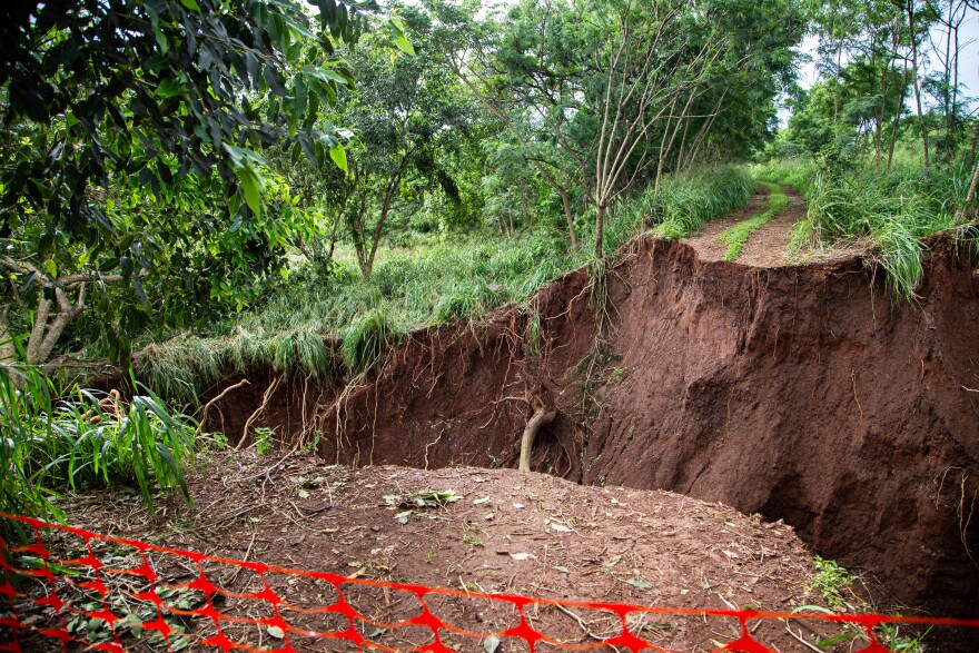 Floodwaters carved out a roughly 60-foot gorge and destroyed a section of an access road at Kamananui Cacao Orchards. (March 16, 2026)