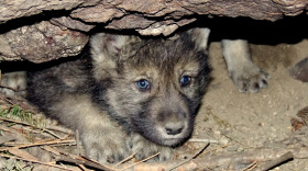 Colorado has its first litter of gray wolf pups since the 1940s. The pup pictured here is not part of the Colorado litter. This story and more in Tuesday morning’s news brief.