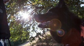 Dave Vesely's dog, Rogue, waits to demonstrate his ability to sniff out the scent of a Western Pond Turtle.