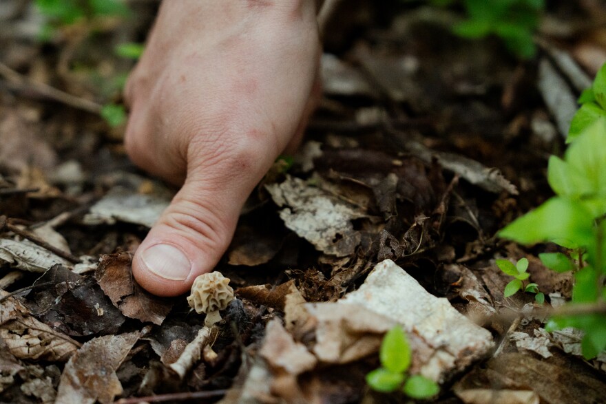 John Gelineau, Mushrooms Naturally founder and chef, finds a small morel mushrooms in a packed forest on Thursday, April 17, 2025, in O’Fallon, Mo.
