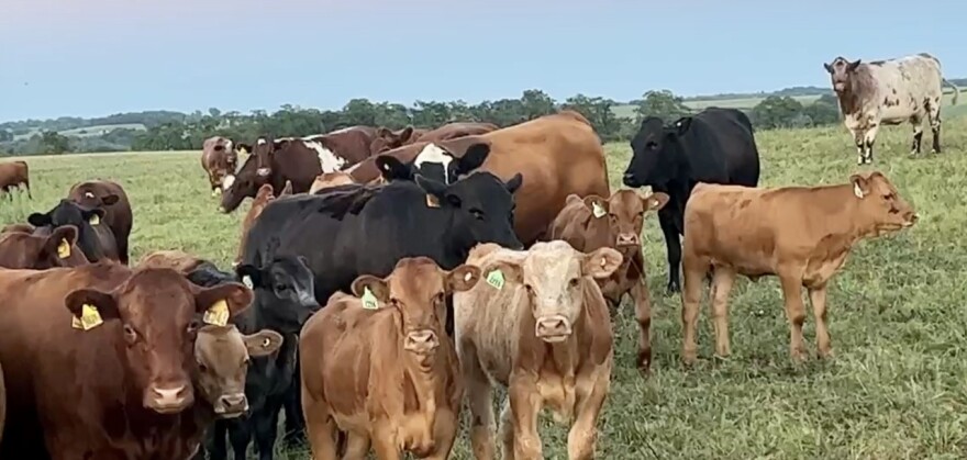 Akaushi cattle at Generations Beef in Dane County WI