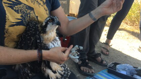 Dalit Guscio holds a two-month old osprey chick and prepares to take blood and feather samples.