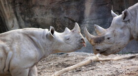 Kendi, left, gets playful. 