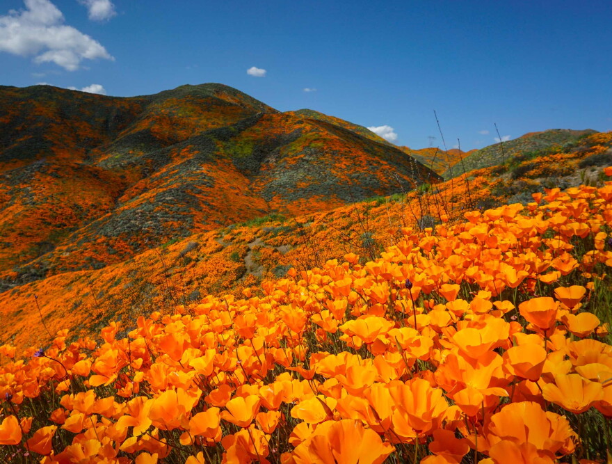 Visitors are warned about damaging wildflowers by trampling over them
