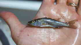 Juvenile Snook
