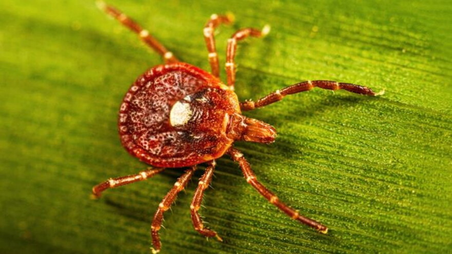 An adult female lone star tick crawls on a blade of grass. Lone star ticks derive their name from the distinctive silvery-white dot on the backs of adult females. Adult males do not have a central dot, though they have other white markings. Immature lone star ticks and larvae do not have any distinctive markings.