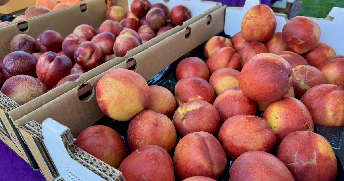 At a ‘stone fruit jubilee,’ California’s summer bounty is on full display