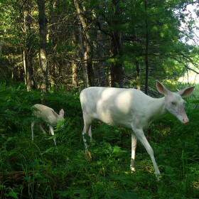Deer in Vilas County