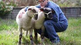 A man bends down to tend his two sheep