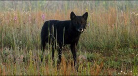 Grey wolf