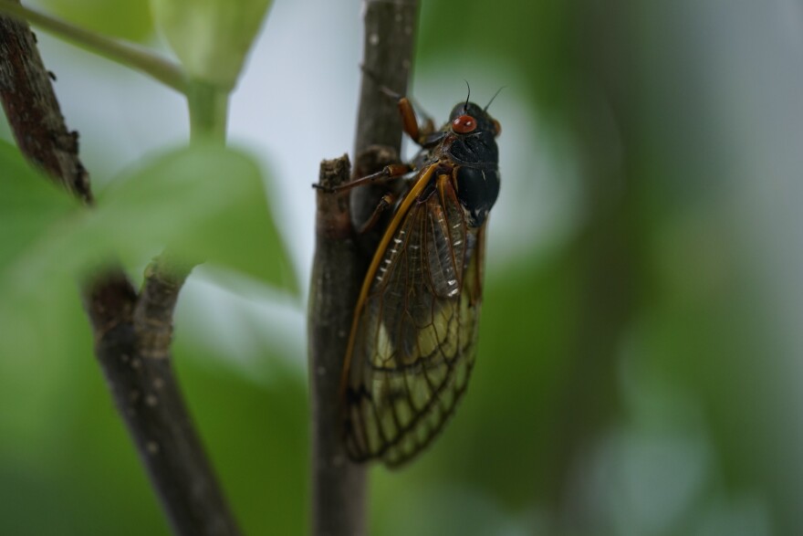 Close-up of a cicada