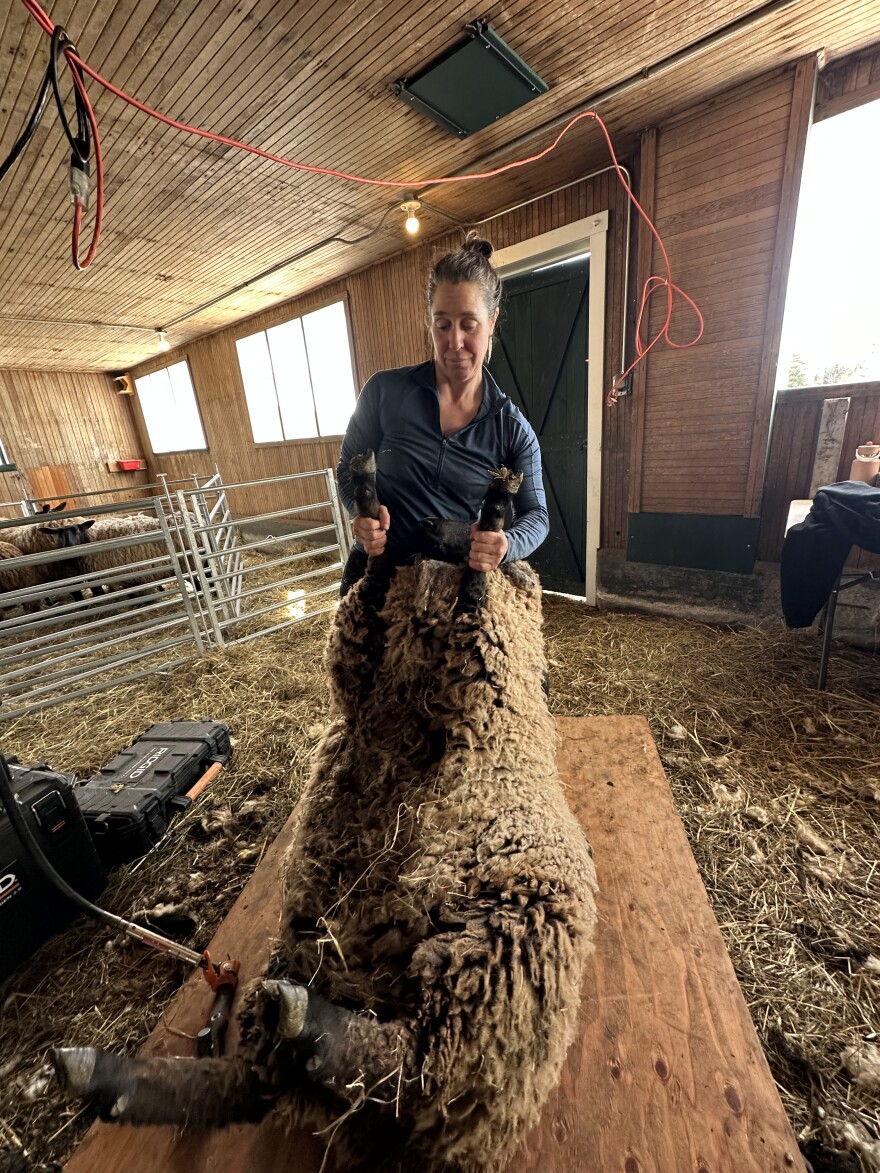Woman holding sheep by two lags on a plywood board with penned sheep in background