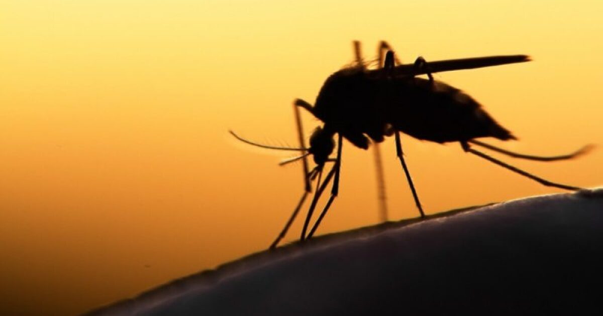 West Nile virus cases in Wyoming hit 10-year high in 2023 | Wyoming