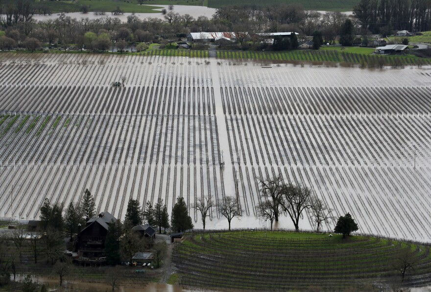 A flooded vineyard near Guerneville. The Russian River has crested over flood stage and is expected to continue to rise to record levels and inundate Guerneville.