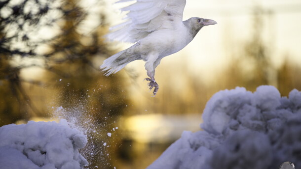Kathrin Seymour, owner of Kat's Wilderness Photography, says she made a lot of friends with other photographers, as they passed the time in Spenard parking lots, hoping to catch sight of the white raven. She says the chance gatherings were not at all competitive but collaborative and collegial. 