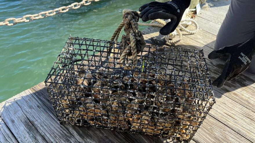 Linda Hamm, co-owner of ShoredUp, lifts an oyster cage from the Hampton River. Photo by Laura Philion.