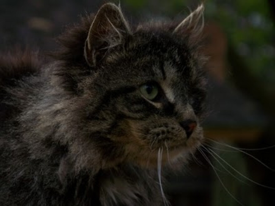 Mini the cat