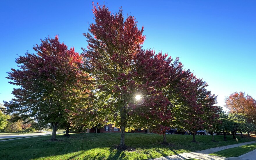 The sun shines through a row of tall trees that are showing red leaves around the edges of their canopies. The rest of the leaves are still green.