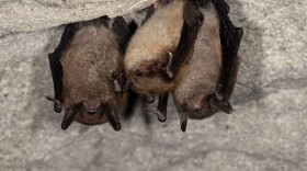 Bats in a cave