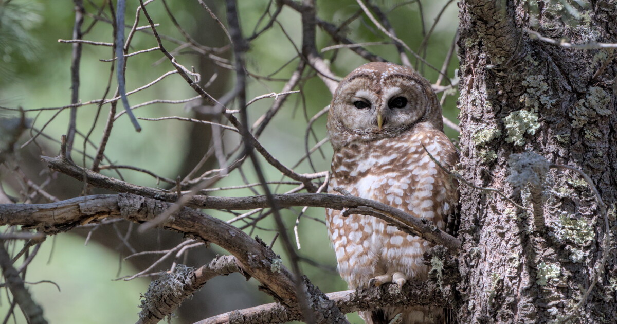 With fewer wildlife habitat protections, logging advocates eye New Mexico forests