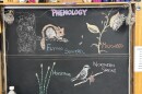 Chalk illustrations show: Horsetails, Northern Shrike, milkweed, and flying squirrel
